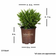 a potted plant is shown with measurements