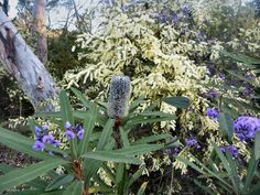 a bush with purple flowers and green leaves in the foreground, surrounded by trees