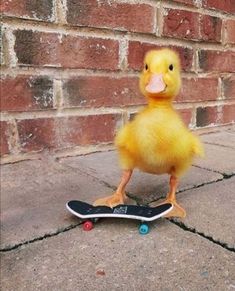 a rubber ducky on a skateboard in front of a brick wall and sidewalk