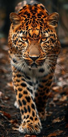 a large leopard walking across a forest covered in leaves