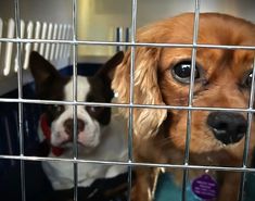 two dogs in a cage looking at the camera