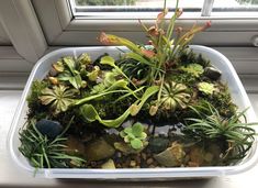 a plastic container filled with plants and rocks