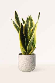 a potted plant with green and yellow leaves in it's center, on a white background