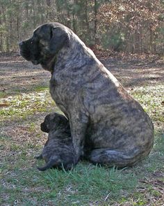 a large black dog sitting on top of a grass covered field next to a forest