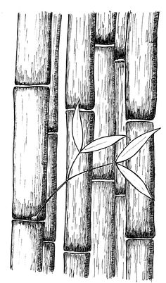 a drawing of bamboo sticks with leaves on them