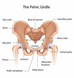 the pelvic girdle is shown in this diagram