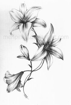 pencil drawing of three flowers on a white paper with watermarking in the bottom right corner