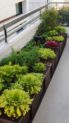 a long row of planters filled with green and red plants on a roof terrace