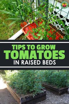 several different types of plants growing in raised beds with text overlay that reads tips to grow tomatoes in raised beds