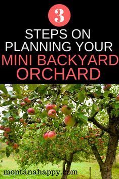 an apple tree with the words 3 steps on planning your mini backyard orchard in front of it