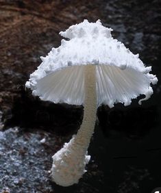 a close up of a white mushroom in the water with snow on it's cap