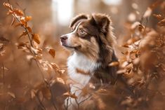 a brown and white dog sitting in the middle of some tall grass with leaves on it