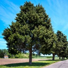 three trees line the side of a road in front of an empty field and blue sky