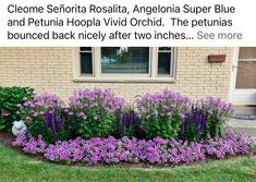 purple flowers in front of a house with the caption above it that reads, cleone sefteria rosita, anggelia, anegria, angellia super blue and petunia