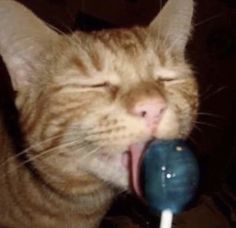 an orange and white cat with its mouth open holding a toy in it's mouth