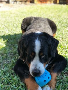 a black and brown dog holding a blue toy in it's mouth on the grass