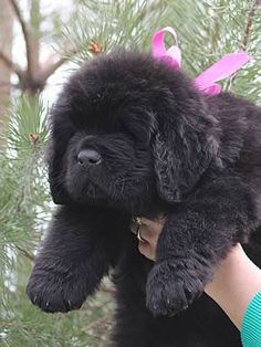 a black puppy is being held by a woman's hand in front of a pine tree