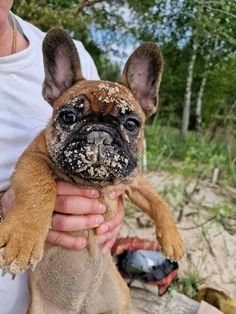 a person holding a small brown dog in their hands with dirt all over it's face