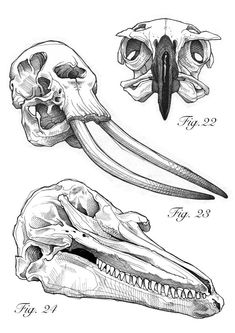 three different types of skulls with long beaks