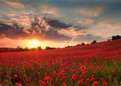 a field full of red flowers with the sun setting in the distance behind it and clouds