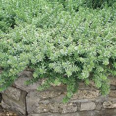 a fire hydrant in front of a stone wall with green plants growing on it