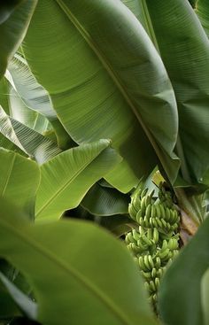 a bunch of green bananas hanging from a banana tree with large leaves in the background