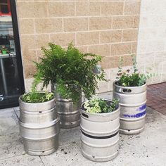 four metal barrels with plants in them on the sidewalk