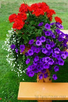 a potted plant with purple and red flowers on a bench in the grass next to some white and pink flowers