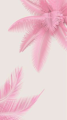 pink palm leaves against a white background