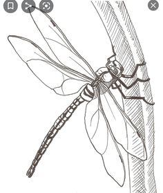 a drawing of a dragonfly sitting on top of a plant