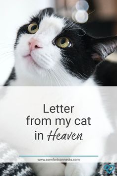 Connect with your cat in Heaven by clicking through to read the letter from your cat at rainbow bridgecatloss rainbowbridge catheaven Cat In Heaven Quotes, Quotes About Losing A Pet Cat, Cats In Heaven Quotes, Missing My Cat In Heaven, Cat Died Drawing, Pets In Heaven Quotes, Cat Heaven Quotes, Rip Cat Quotes