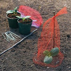 there are two plants in small pots on the ground next to a mesh bag and gardening utensils