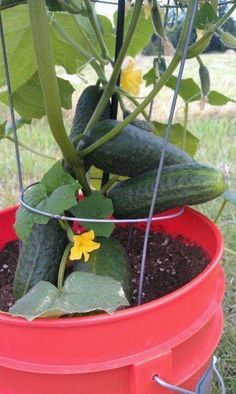 growing cucumbers in pots Container Gardening Fruit, Growing Vegetables In Pots, Bucket Gardening, Small Vegetable Gardens, Growing Cucumbers, Vegetable Garden Diy, Plants Growing, Diy Raised Garden, Backyard Vegetable Gardens