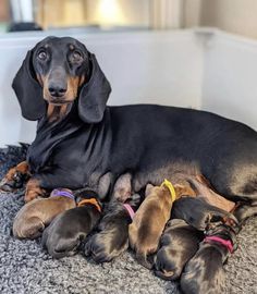 a dachshund laying on the floor with her puppies