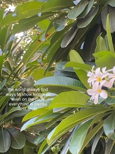 a pink flower is in the middle of some green leaves with a quote on it