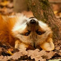 a dog laying on the ground with its head up and eyes wide open in front of a tree