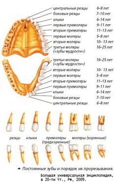 Постоянные зубы и порядок их прорезывания / БУЭ, в 20-ти тт., 2009. Skeleton, Fruit, Quick Saves