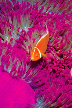 an orange and white fish on top of purple coral