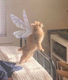 a cat is standing on its hind legs and looking up at the angel wings above it