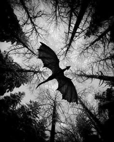 a black and white photo of a bat flying through the air in front of trees