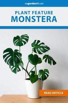 a potted plant sitting on top of a wooden table