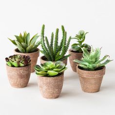 four different types of succulents in small pots