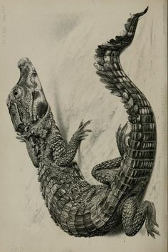 a drawing of an alligator with its mouth open and it's head in the air