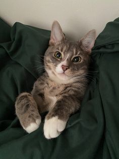 a cat laying on top of a green blanket