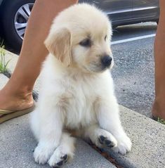 a small white puppy sitting on the ground