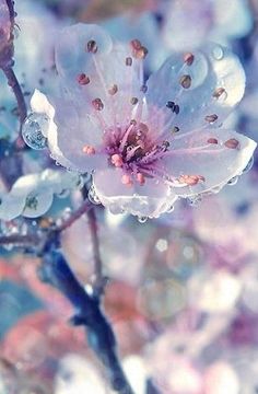 a flower with drops of water on it