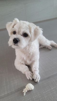 a small white dog laying on top of a floor