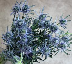 an image of a plant with blue flowers