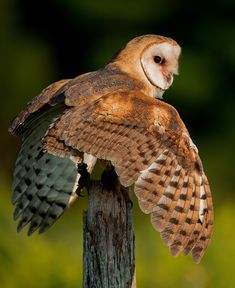 an owl sitting on top of a wooden post