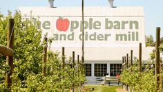 the apple barn and cider mill is located in an orchard with rows of trees